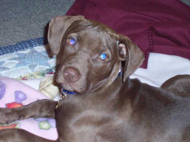 pitbull weim mix 4